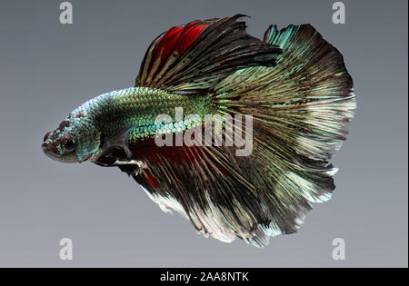 Silver golden copper color betta Siamese fighting fish in action. Stock Photo