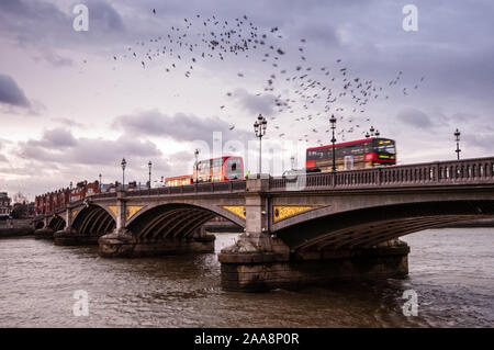 London, England, UK - March 11, 2013: Starlings flock in a murmuration over the River Thames as buses cross the Battersea Bridge. Stock Photo