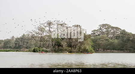 Many water birds sitting on the tree branch over a small grass island. Sunset time. Sunlight reflection on water. Nature landscape wallpaper backgroun Stock Photo