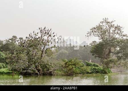 Many water birds sitting on the tree branch over a small grass island. Sunset time. Sunlight reflection on water. Nature landscape wallpaper backgroun Stock Photo