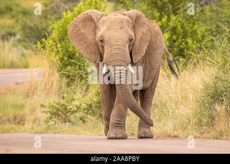 An elephant on the move and walking towards the camera, Pilanesberg National Park, South Africa. Stock Photo