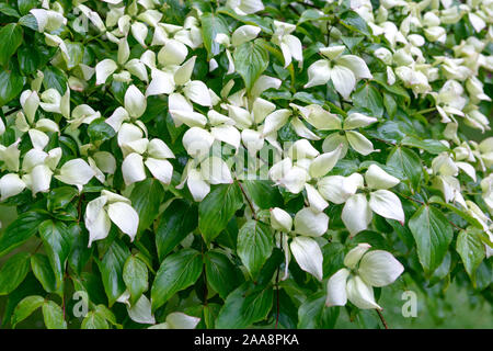 Chinesischer Blumenhartriegel (Cornus kousa var. chinensis) Stock Photo