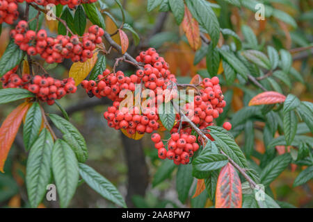 Zwergmispel (Cotoneaster floccosus) Stock Photo