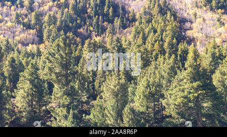 Beautiful Green pine fir forest tree on high mountains background. Yellow autumn trees with coniferous woodland in foreground lit by sun. Foggy hill l Stock Photo