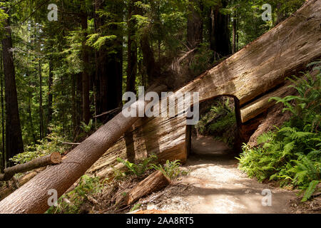 Tree tunnel on Tall Trees Grove trail in Redwood forest Stock Photo