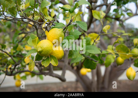 Ripe yellow and green lemons growing on a tree Stock Photo