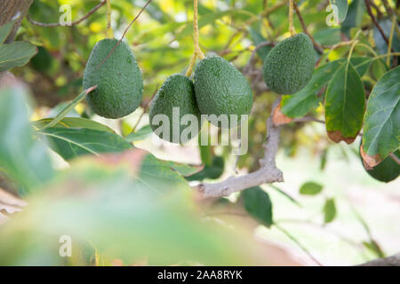 Haas avocados growing on a tree Stock Photo