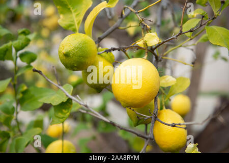 Ripe yellow and green lemons growing on a tree Stock Photo