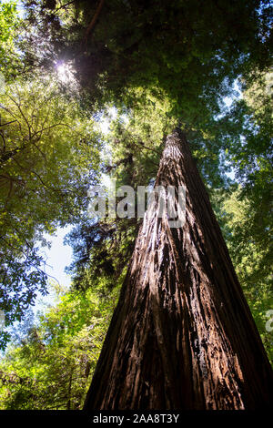 View looking up at tall redwood tree with sun peaking through canopy