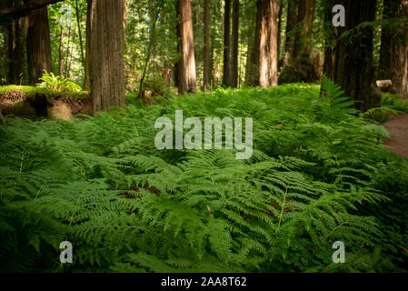 Bed of ferns in a Northern California redwood forest Stock Photo