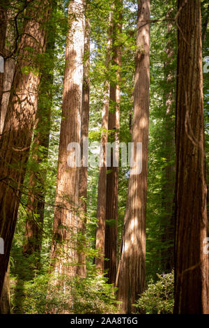 Redwood trees in Humboldt Redwoods State Park, California Stock Photo