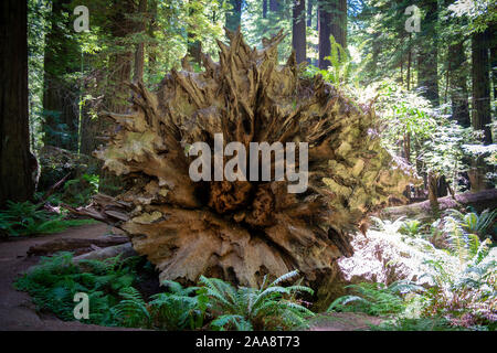Underside of fallen redwood tree Stock Photo