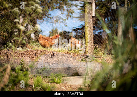 Brown chickens feeding in a rustic coop Stock Photo