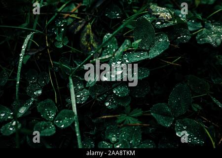 green leaves with raindrops on in the forest Stock Photo