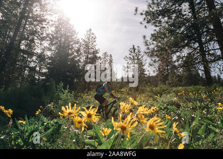 A young woman rides her bike through sunflowers in Winthrop, WA. Stock Photo