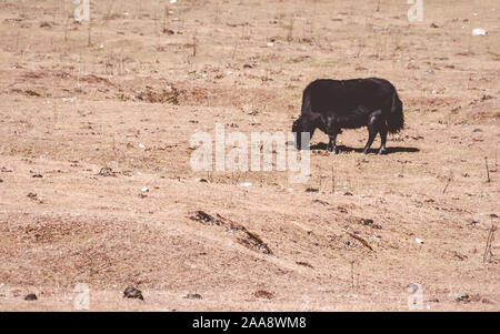 Tibetan Yak eating grass Grazing in a pasture at a valley side of Himalaya mountains. Yumthang Valley,Sikkim,India Stock Photo