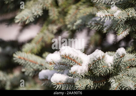 Snow on a blue Spruce Stock Photo