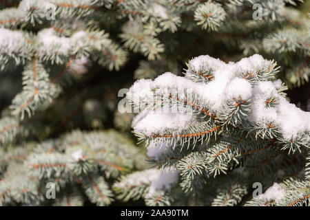 Snow on a blue Spruce Stock Photo