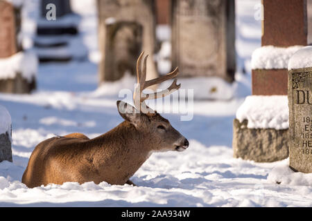 white-tailed deer (Odocoileus virginianus), male, female, doe, buck, urban environment, city cemetery, London, Ontario, Canada Stock Photo