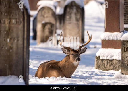 white-tailed deer (Odocoileus virginianus), male, female, doe, buck, urban environment, city cemetery, London, Ontario, Canada Stock Photo