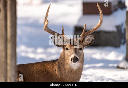 white-tailed deer (Odocoileus virginianus), male, female, doe, buck, urban environment, city cemetery, London, Ontario, Canada Stock Photo