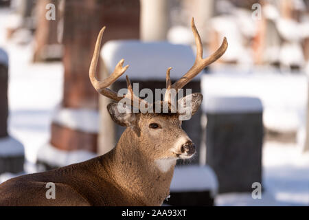 white-tailed deer (Odocoileus virginianus), male, female, doe, buck, urban environment, city cemetery, London, Ontario, Canada Stock Photo