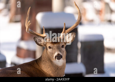 white-tailed deer (Odocoileus virginianus), male, female, doe, buck, urban environment, city cemetery, London, Ontario, Canada Stock Photo