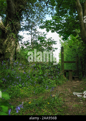Looking towards a stile down a public footpath (bridleway) in Cornwall England, in the Parish of Stoke Climsland. Wild flowers all over the ground. Stock Photo