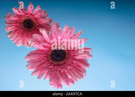 pink gerbera flowers, with air bubbles on the petals, under water, on a multi-colored background. March 8 concept. International Women's Day. Blue, ye Stock Photo