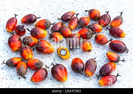 Closeup of palm oil fruits group (Elaeis guineensis) with a halved fruit showing interior used to make vegetable oil on rustic marble table. Ecology. Stock Photo