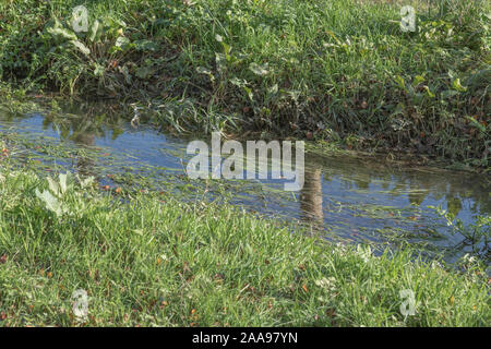 Field drainage ditch in sunshine, but flooded by winter rains and full of aquatic weeds and grasses. Stock Photo