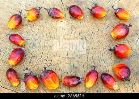 Closeup of fresh palm oil fruits group (Elaeis guineensis) used to make vegetable oil on rustic wooden table with copy space. Concept of nature, eco. Stock Photo