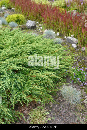 Sachalin-Kriech-Wacholder (Juniperus rigida 'Schlager') Stock Photo