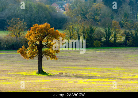 A single oak tree in autumn, Badby, Northamptonshire, England, UK Stock Photo