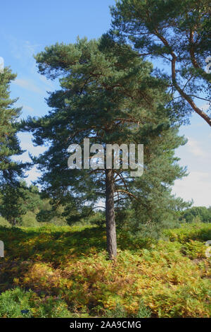 Mature scots pine (Pinus sylvestris) with late season bracken turning colour on heathland at Snelsmore Common, Newbury, September Stock Photo