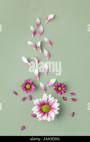 Chrysanthemums on green textured background Stock Photo