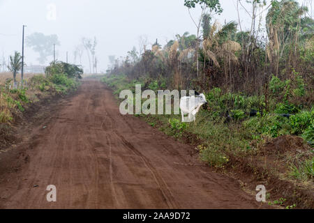 One ox on dirt road of cattle farm with smoke from burning in the background after deforestation of the Amazon rainforest. Concept of environment. Stock Photo