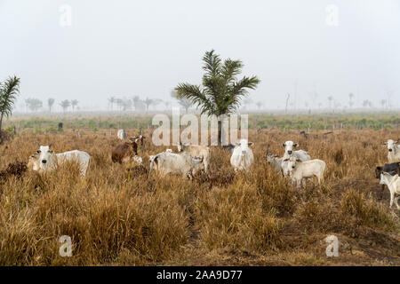 Cattle in farm pasture with smoke from burning in the background after deforestation of the Amazon rainforest. Concept of environment, agriculture. Stock Photo