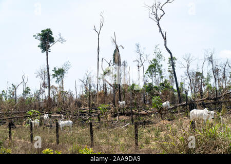 Group of Zebu calves grazing in cattle farm pasture and burnt trees, after deforestation of the Amazon rainforest. Concept of environment, agriculture Stock Photo