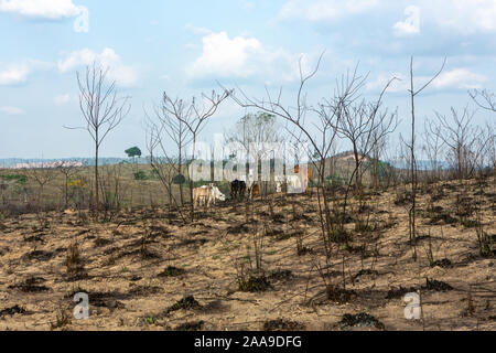 Group of Zebu calves grazing in cattle farm pasture and burnt trees, after deforestation of the Amazon rainforest. Environment, agriculture concept. Stock Photo
