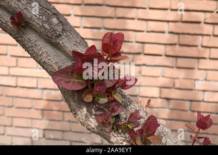 red leaves of Cotinus coggygria shrub Stock Photo