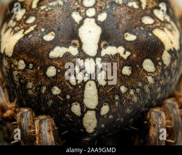 Close up of the markings on a Garden Spider (Araneus diadematus). Tipperary, Ireland Stock Photo