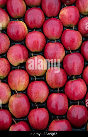 Red apples in autumn on display Stock Photo