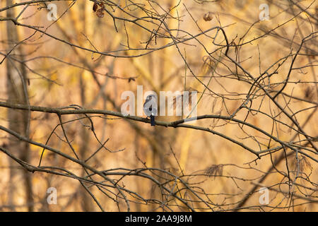 Female bullfinch on a branch