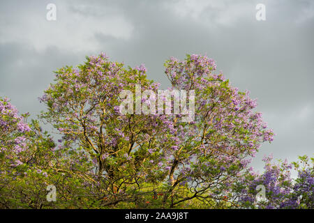 A blue Jacaranda tree (Jacaranda mimosifolia) in flower with indigo flowers on display against a cloudy sky, Kenya Stock Photo