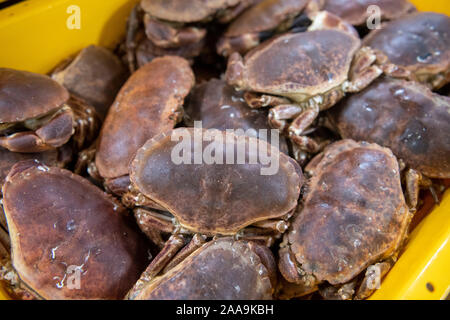 Edible crabs in fish boxes ready for transport to the open market in a factory in Shetland Stock Photo