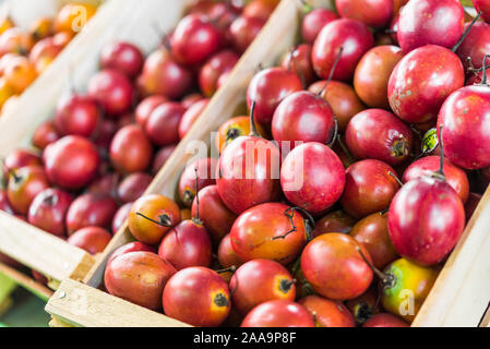 Tamarillo tree tomato exotic fruit at a street food market fair festival. Stock Photo