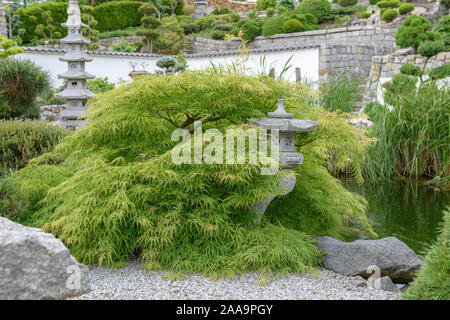 Japanischer Garten, Grüner Schlitz-Ahorn  (Acer palmatum 'Dissectum') Stock Photo