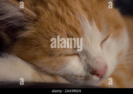 Cute ginger kitten sleep, closeup cat face portrait. Stock Photo