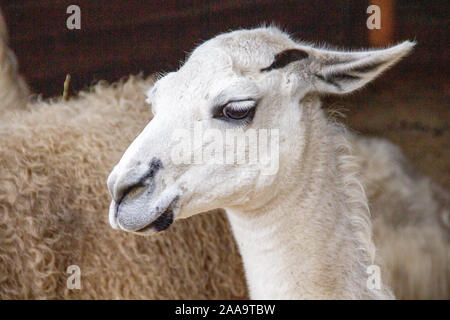 A llama, Lama glama, is a species of camel. It is distributed in the South American Andes and a guanaco-derived pet form Stock Photo